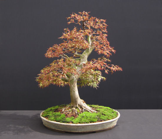 bonsai